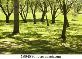 árvores, em, um, parque