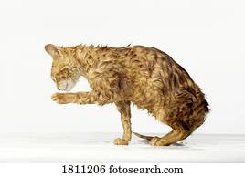 molhados, gato, aparência