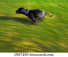 um, cachorro preto, executando