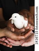 muitas mãos, segurando, um, pomba