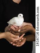 muitas mãos, segurando, um, pomba