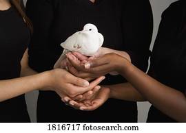 mulheres, segurando, um, pomba