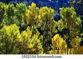 Aspen tree tops