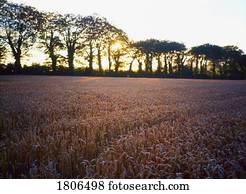 campo de trigo, irlanda