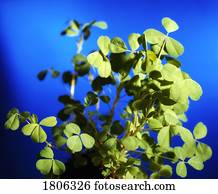 close-up, de, shamrock