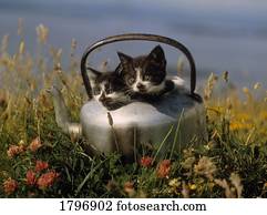 gatinhos, em, um, antigas, chaleira