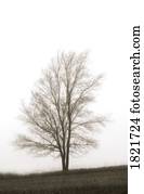Lone tree in the mist