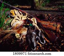 pato mallard, e, faisão, após, caça