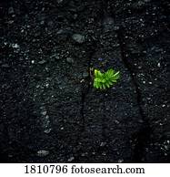 Plant growing out of the soil