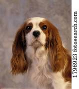 rei, charles, spaniel