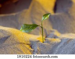 seedling, em, um, deserto