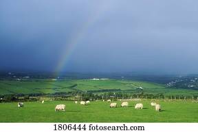 sheep, en, un, campo, con, arco irirs, irlanda
