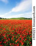 um, mar, de, selvagem, papoulas