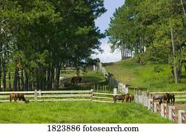 cavalos, ligado, um, fazenda