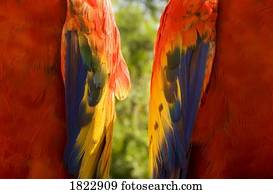 closeup, de, um, par, de, coloridos, pássaros