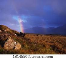 cántaro, de, oro, al fin, el arco iris, co, galway, irlanda