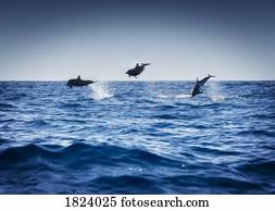 golfinhos, tocando, em, a, oceânicos