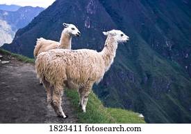 lhamas, ficar, por, um, penhasco, em, machu picchu, montanhas andes, peru, américa sul