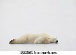 Polar bear laying down
