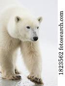 urso polar
