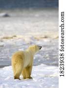 urso polar