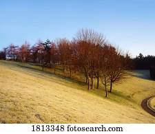 árvores, fevereiro, inverno, irlanda