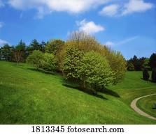 árvores, maio, primavera, irlanda