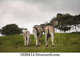 a, traseiro, de, três, zebras, áfrica sul