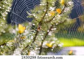 aranha, ligado, teia