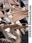 australiano, pelicanos, ilha canguru, austrália