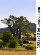 Baobab tree, Tarangire National Park, Tanzania, Africa