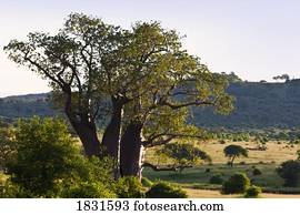 Baobab tree, Tarangire National Park, Tanzania, Africa
