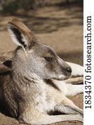 canguru cinzento oriental