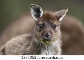 canguru cinzento oriental, Marcropus, cinereus, ilha canguru, austrália