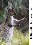 canguru cinzento oriental, Marcropus, cinereus, austrália