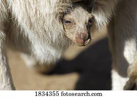 canguru cinzento oriental, Marcropus, cinereus, ilha canguru, austrália