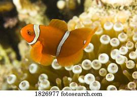Clown fish