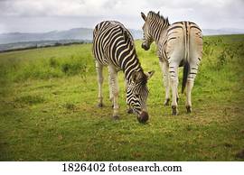 dois, zebras, áfrica sul