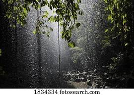 floresta amazônica, cachoeira, Belingen, austrália