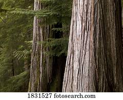 gigante, cedro, árvores