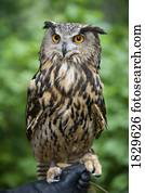 grande coruja horned, (Bubo, virginianus)