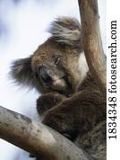 koala, em, árvore, ilha canguru, phascolarctos cinereus, austrália