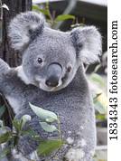 koala, em, árvore, phascolarctos cinereus, austrália