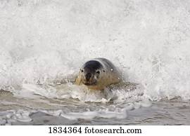 leão marinho australiano, (Neophoca, cinerea), ilha canguru, austrália