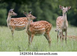 manchado, veado, Harrogate, yorkshire, inglaterra