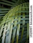 Palm leaves woven together