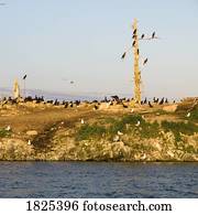 pássaros, por, a, água