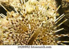 Sea Urchin