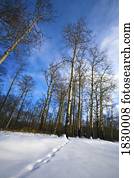 wald, in, winterbilder wald, in, winterbilder