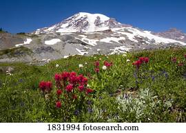 wildflowers, em, paraisos, parque, e, mt. chuvoso